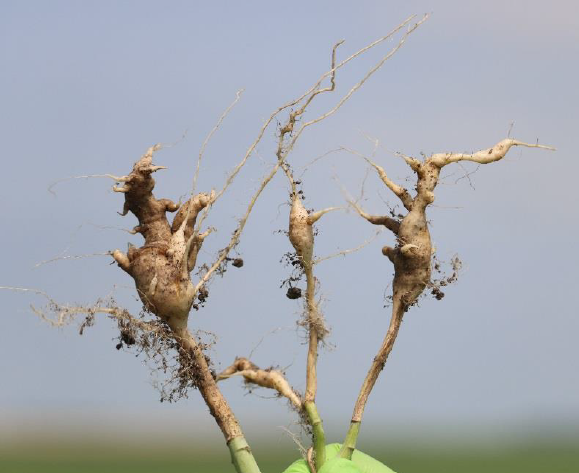 Clubroot in canola